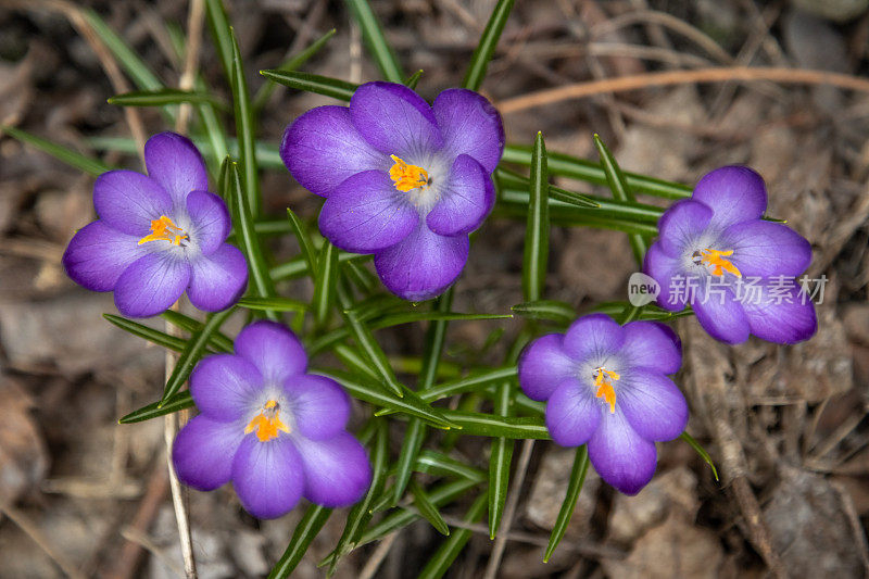 春季番红花，巨型番红花，(crocus vernus)，那不勒斯番红花，春季番红花。